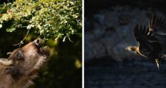 Eriksberg är Nordens största safaripark med fler än 1800 vilda djur