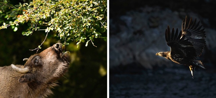 Eriksberg är Nordens största safaripark med fler än 1800 vilda djur
